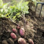 Os tomates agitavam aleatoriamente com 9 milhões de plantas. Resultados? Batatas.