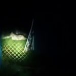 Medo em Moreno por longos longos pumanos: bairro relatando que as dezenas de animais comeram