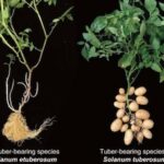 As batatas florescem da quantidade de milhões durante