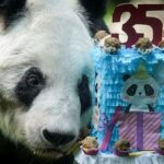 Xin Xin, Poca Poca Chapultepec, Inspiração dos Traestadores Nacionais para dar 35 anos