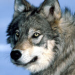 Esta questão científica: lobos ajuda as árvores