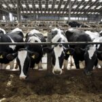 Relatório recente de novos relatórios Uma das coisas breves de Bridbreak falhou na nova história dos EUA