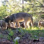 Sabemos como mixists, ursos e lobos. Devemos matá -los?