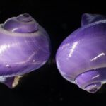 Minhas fácies mais mahku encontradas em SoCal Beach. A água segura pode por quê?
