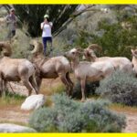 Como encontrar uma ovelha bighorn perto de LA