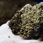 ¿Permitir que las moscas coman nuestro desperdicio de alimentos?