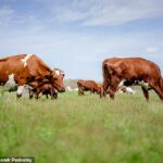 El agricultor ha sido violado por la esposa, una hija pequeña y una vaca … y para ver actos de ganado con sus pantorrillas ‘