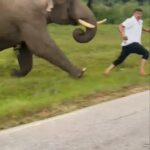Después de tratar de tomar ‘selfie’ persiguiendo al turista y recolectando el elefante por el momento