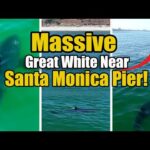 Grandes tubarões brancos perto de Santa Monica