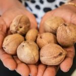 Não apenas abacate: Amazônia e frutas com os humanos podem pegar a dobra no mundo no mundo