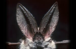 Qual animal tem a melhor audição?