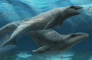 O antigo caçador com olhos grandes e dentes de barda de bardo era a baleia ‘enganosa fofa’