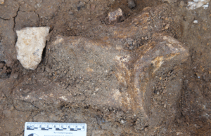 Ferramentas de pedra de 1,6 milhão de anos de idade deixaram claro que um ‘planejamento avançado’ era de 600.000 anos atrás do que pensamentos antigos de parentes humanos