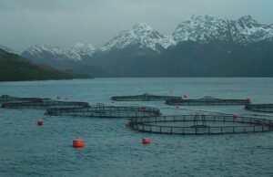 Mudanças do ar financeiro: um projeto liberal progride para aumentar o salmonicalchar em Taira del Fuigo