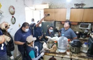 Eles servem 65 gatos pequenos e doentes no CDMX, 55 são abrigos para adotar