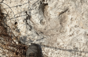 115 milhões de anos de pista de dinossauros no Texas após destruição