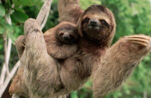 Qual é o animal mais lento do mundo?