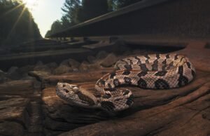 Hiker pegou cobras venenosas, morreu por mordida, raramente causa reações alérgicas, dizem as autoridades