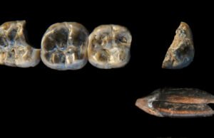 O primo ou irmã que nunca viu antes pode estar no mesmo lugar das espécies humanas mais antigas conhecidas, de acordo com um novo estudo