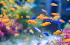 Uma pessoa é acusada de pintar o rosto de uma loja de animais e a morte de mish 87 peixe e carl coral: a justiça o resgata devido à falta de evidência