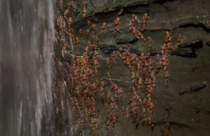 Milhares de bombardeiros pegaram a cachoeira de escalada nas filmagens nunca vistas por gato