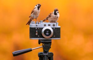 5 Dicas de fotografia de vida selvagem simples para fotos melhores sem equipamentos sofisticados