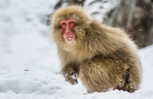 Os primatas iniciais da Terra desenvolvidos no frio – não tropical