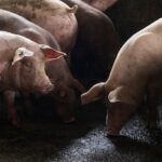 Genoveva Huoda exige intervenção nacional após uma onda de porco de Bowbang Bow em Tepanco em Tepancoz, Pucll