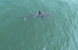 Excelente tubarão branco