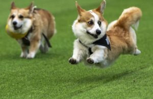 Pequenas pernas, grandes sonhos: a International Corey Race da Lituânia compete mais de 100 equipes