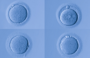 Ovos humanos têm um tipo particular de envelhecimento, proteção especial contra avisos de estudo