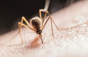 Este é o melhor vendedor natural para mosquitos