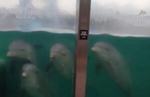 Ele acusou os animais de abusar dos animais no aquário no Mar del Plut.