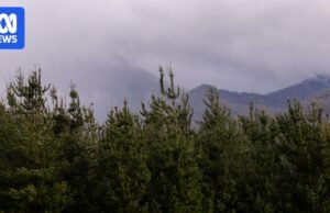 Polícia para pagar acusações contra as esposas da arma e seu filho no começo Manhunt