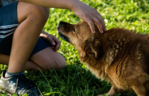 Estudos mostraram que os cães têm excelente inteligência emocional: os humanos são como seus pensamentos