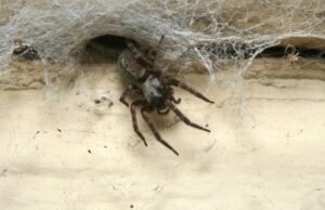 Alertas no Uruguai para mordida de cobra e crescimento de aranha: que são os mais perigosos