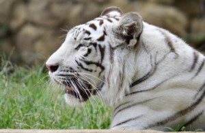 A tragédia do zoológico de Cally: Indira, Tigraka Bengala Blanka, faleceu após uma luta regional contra sua própria criação