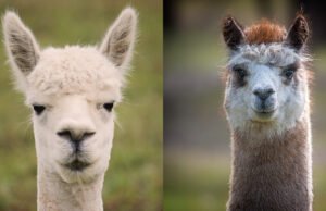 Qual é a diferença entre Lama e Alpaka?