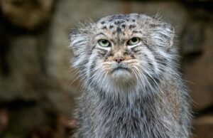 Gato de Pallas: as barbatanas mais antigas do mundo que ficam na cauda do arbusto para manter suas patas aquecidas