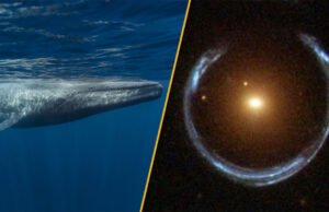 Notícias de ciências nesta semana: galeria de buracos negros e baleia azul que ainda canta