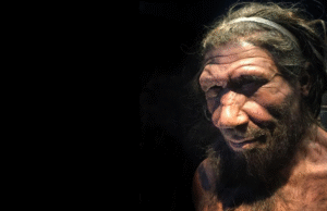 Pode esclarecer o desaparecimento de espécies de genes que variam entre humanos e nibandals, conforme o estudo do mouse