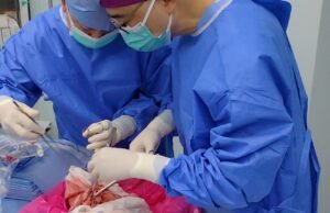 Pulmões de porcos no primeiro experimento do mundo 9 dias em uma pessoa morta do cérebro no mundo