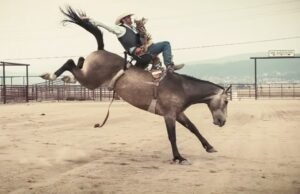 O novo Yellowstone da Netflix? Isso atingiu 2025 jogadas nos tomates que são 91 %