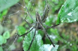 O fogo é visto como um prisioneiro de aranha brilhando que faz mais vítimas em sua magia