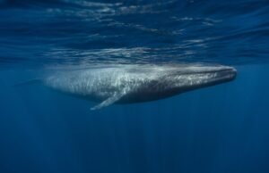 Não, a baleia azul não se acalma da Califórnia. Por que aqui está.