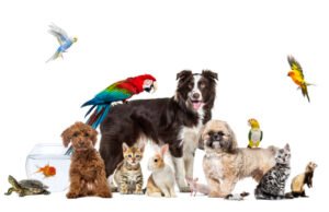 Este é um nome de estimação 2025, de acordo com um novo estudo, de acordo com um novo estudo