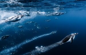 Veja o incrível fotógrafo do Ocean na rodada final de água-viva do tipo foguete, dragão da regra Komodo e Heroing Whale Rescue-2025