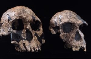 Qual foi a primeira espécie humana?