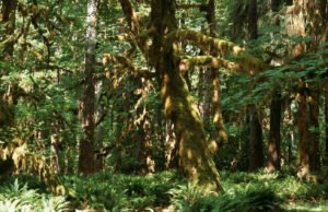 No Oregon, uma das árvores mais altas do mundo é ‘Doorner Fur’.