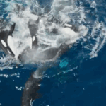 Assista Pod Orcas finge afogar uma das sessões de treinamento macabro